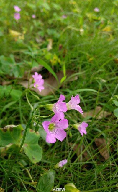 OnePlus 3 : Leaks, release date, and rumors OnePlus 3 Images