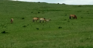 Prezwalski wild horses, as close as they'll let you approach