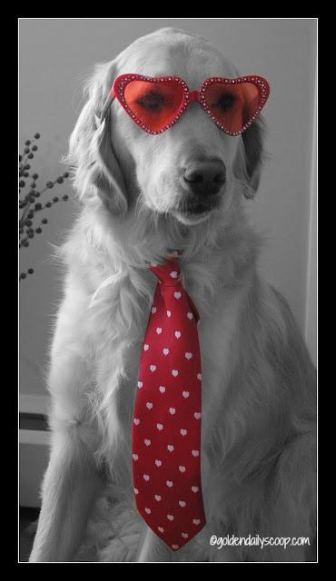 golden retriever dressed for Valentine's Day