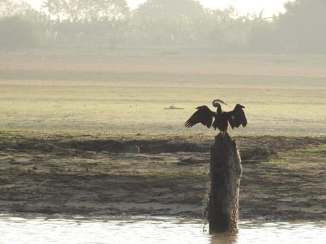 A snake bird preening its feathers