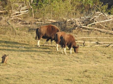 Indian Gaur