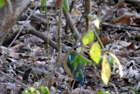 The Indian pitta was too quick for my camera