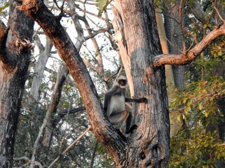 Langur