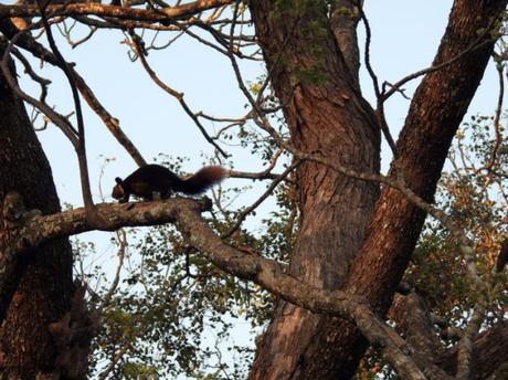 Malabar giant squirrel