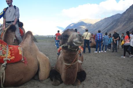 DAILY PHOTO: Two Camels in the Himalayas [Yoga Folks Will Get This]