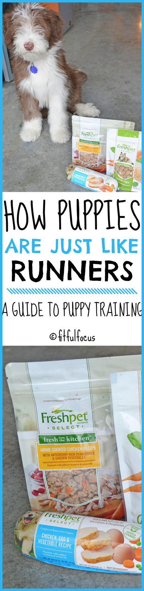 How Puppies Are Just Like Runners: A Guide To Puppy Training