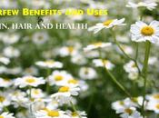 Feverfew Benefits Uses Skin, Hair Health