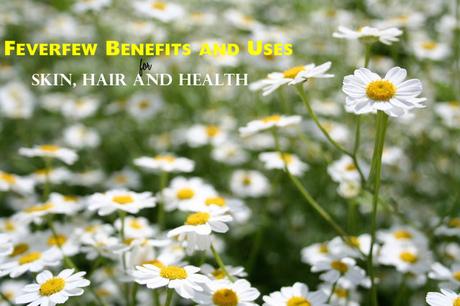 Feverfew Benefits Uses