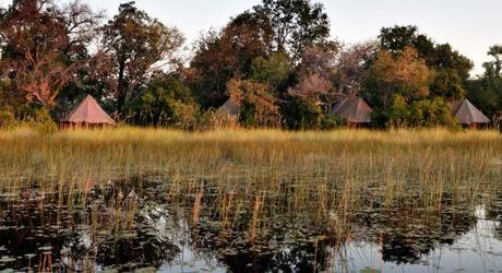 Botswana Safari: Your Wildest Dreams