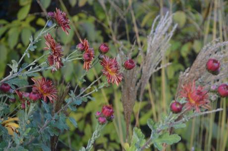 Chrysanthemum 'Chelsea Physic Garden'