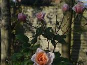 Garden Bloggers’ Bloom Day. November.