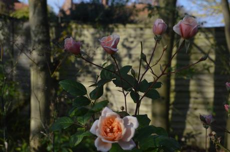 Rosa 'Perle d'Or'