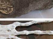 Brien Foerster Nazca Organic Finds Small Alien Skull Long Three-fingered Hand