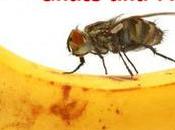 Gnats Fruit Flies Fast Easy