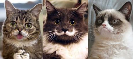 The Top 10 Most Famous Cats in the World