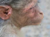 DAILY PHOTO: Macaque Profile