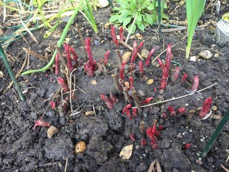 Eruptions in the Garden