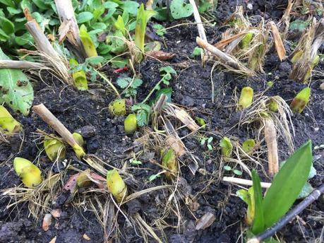 Eruptions in the Garden