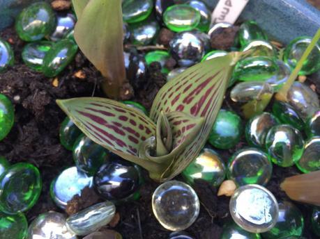 Eruptions in the Garden