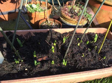 Eruptions in the Garden