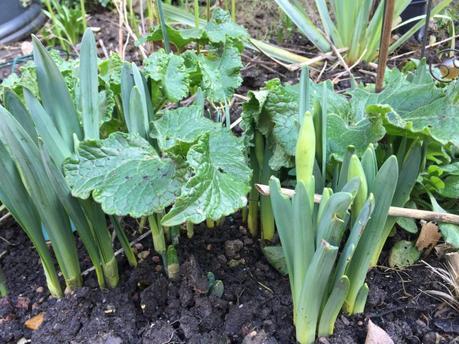 Eruptions in the Garden