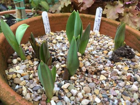 Eruptions in the Garden