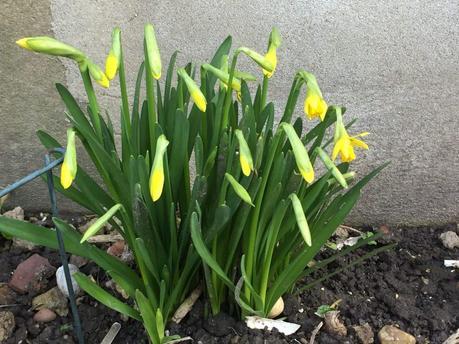 Eruptions in the Garden