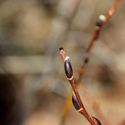 A walk up the Plant Evolutionary Ladder … all the way to flowers