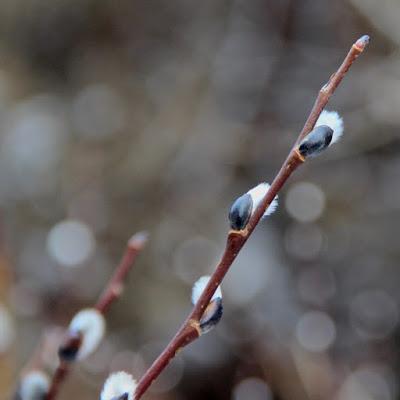 A walk up the Plant Evolutionary Ladder … all the way to flowers