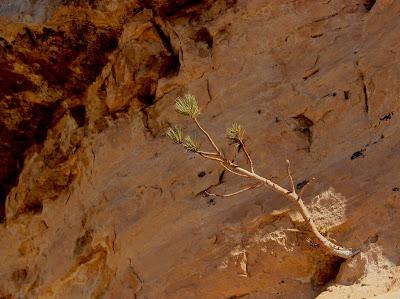 A walk up the Plant Evolutionary Ladder … all the way to flowers