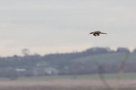 Kestrel cleaning its Feet