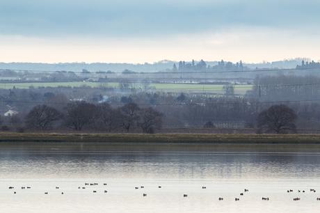 Duck on the Swale