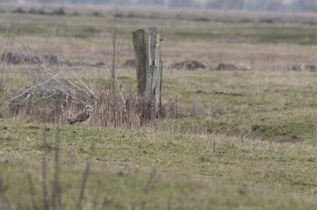 Short Eared Owl on the Ground