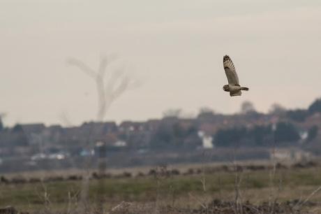 Dusk Flying Short-eared Owl