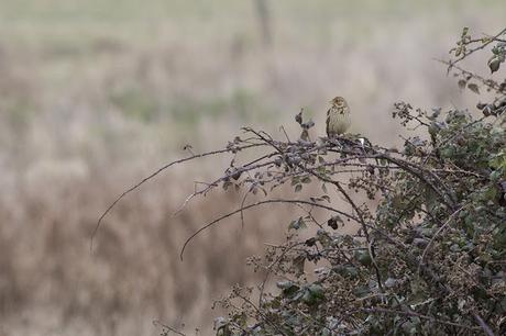 Corn Bunting