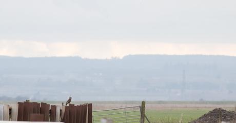 Buzzard on Posts