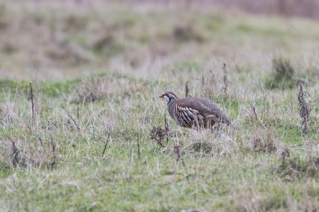 Red-Legged Partridge