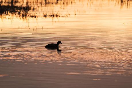 Pools of Gold