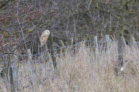 Barn Owl on Fence Post