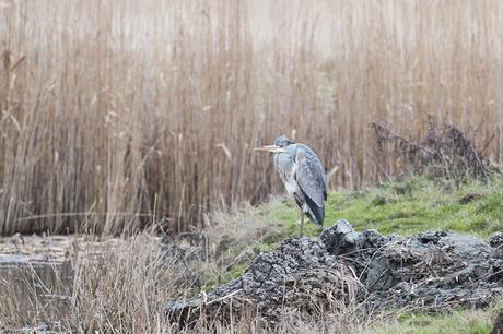 Grey Heron