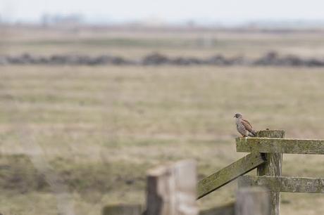 Kestrel