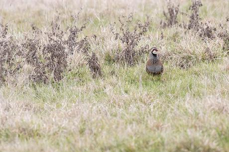 Red-Legged Partridge