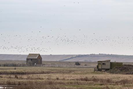 Birds in Flight over the Hides of Elmley NNR