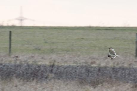 Short-eared Owl in Flight