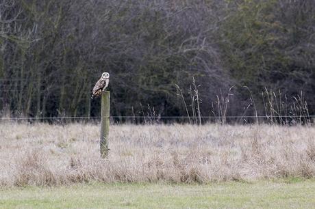 Short Eared Owl on Post