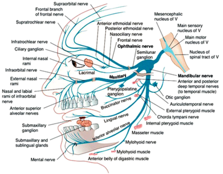 What is a headache?, The four most common types of headache, and can you hurt your brain by thinking too much?