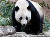 Boa, Panda Leaves Smithsonian Chengdu,China