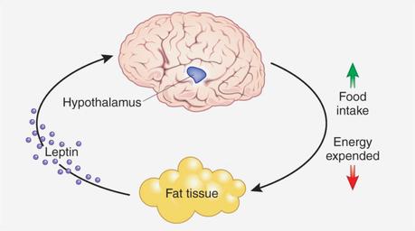 Does Eating Extra Fat Make You Fat?