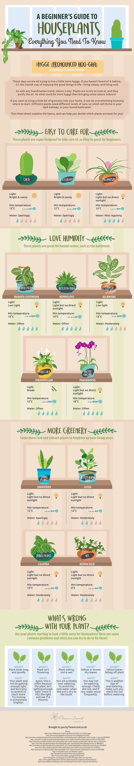 Everything you need to know about houseplants (infographic)