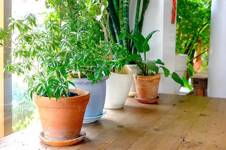 Everything you need to know about houseplants (infographic)